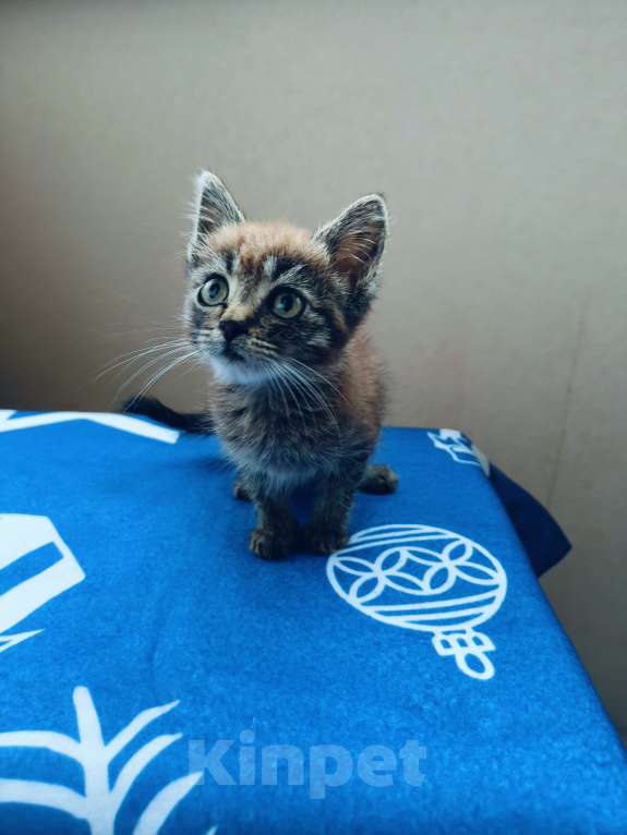 Кошки в Москве: Котёнок полтора месяца Тишка Мальчик, Бесплатно - фото 3