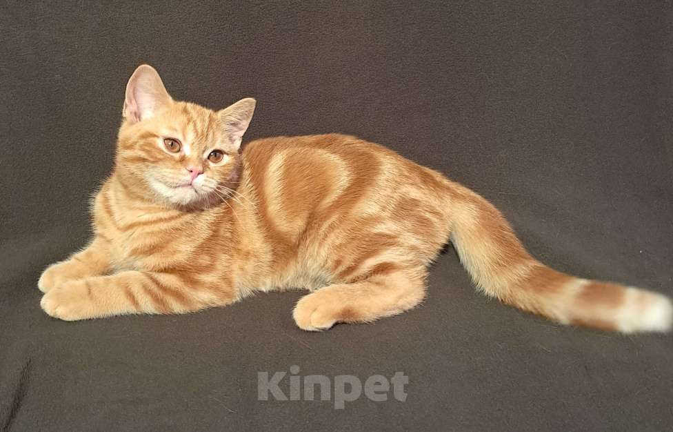 Кошки в Санкт-Петербурге: Шотландский котенок с документами. Мальчик, 28 000 руб. - фото 5