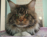 Кошки в Красноярске: Мейн кун чистокровные котята, 40 000 руб. - фото 2