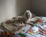 Собаки в Москве: Щенок королевского пуделя Мальчик, 25 000 руб. - фото 7