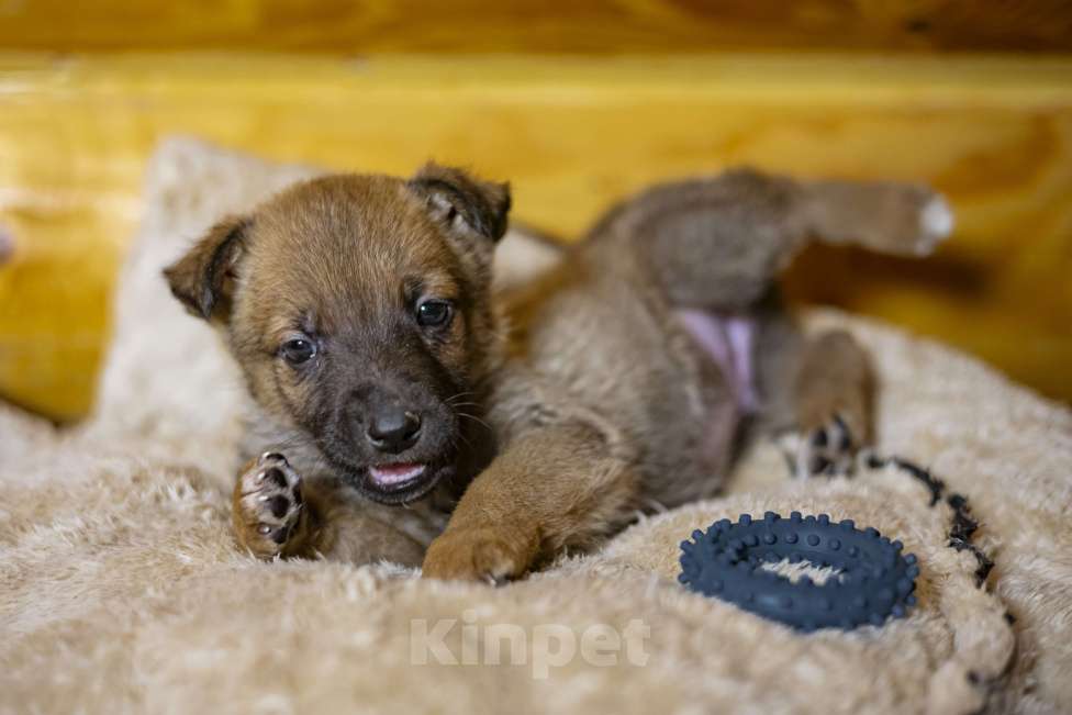 Собаки в других городах Московской области: Малыш Микки Мальчик, Бесплатно - фото 1
