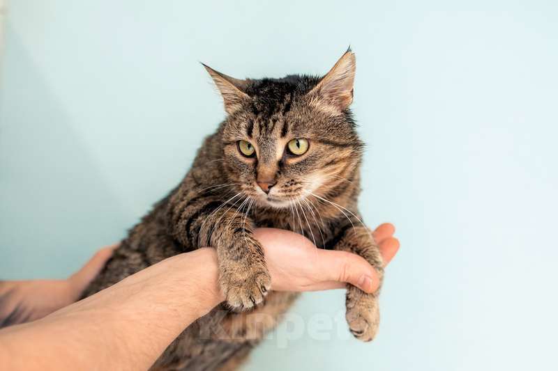 Кошки в Москве: Крупная британская кошка Муза в добрые руки Девочка, 1 руб. - фото 9