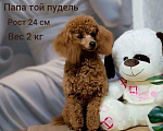 Собаки в Краснодаре: Продам щенка той пуделя Мальчик, Бесплатно - фото 6