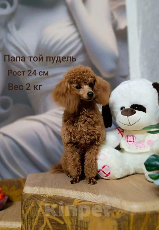 Собаки в Краснодаре: Продам щенка той пуделя Мальчик, Бесплатно - фото 6