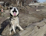 Собаки в Краснодаре: Друг в надёжные руки Мальчик, Бесплатно - фото 3