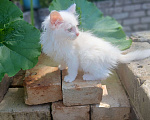 Кошки в Киржаче: Мимишки Девочка, Бесплатно - фото 3