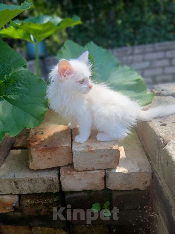 Кошки в Киржаче: Мимишки Девочка, Бесплатно - фото 3