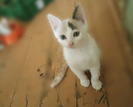 Кошки в Рязани: Кошечка черно-белая Девочка, 190 руб. - фото 1
