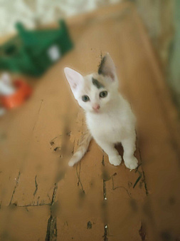 Объявление: Кошечка черно-белая, 190 руб., Рязань