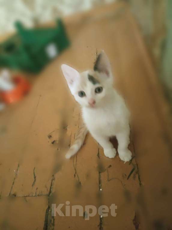 Кошки в Рязани: Кошечка черно-белая Девочка, 190 руб. - фото 1
