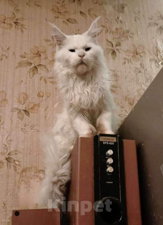 Кошки в Москве: Молодой кот мейн-кун 1 год Мальчик, 40 000 руб. - фото 1