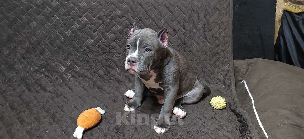 Собаки в Оренбурге: Американский булли щенки в типе покет Разнополые, Бесплатно - фото 7