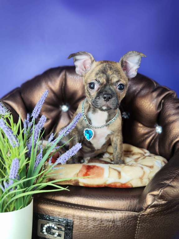 Собаки в Москве: Мальчики чихуахуа бейби фейс  Мальчик, 25 000 руб. - фото 4