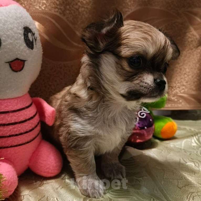 Собаки в Москве: Чихуахуа мальчик  Мальчик, 17 000 руб. - фото 3