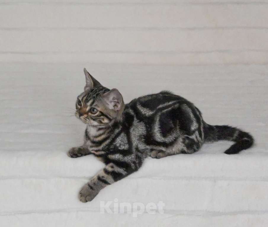 Кошки в Москве: Котята американской короткошерстной породы Мальчик, 70 000 руб. - фото 4