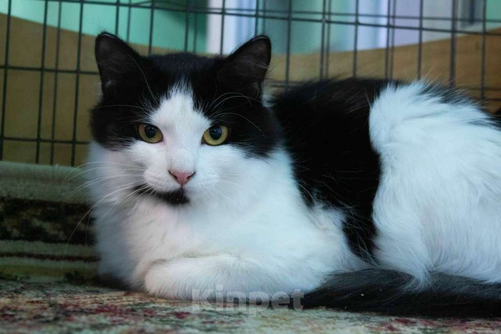 Кошки в Санкт-Петербурге: Пушистый котёнок Девочка, Бесплатно - фото 3