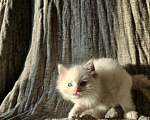 Кошки в Владивостоке: Blondie Девочка, 65 000 руб. - фото 4