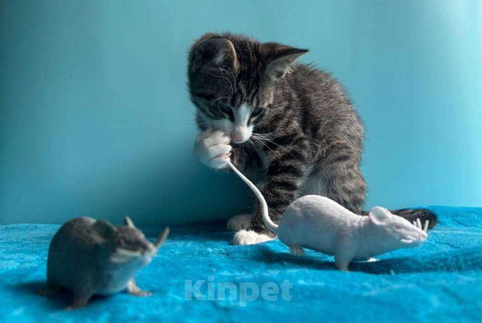 Кошки в Санкт-Петербурге: Очень эмоциональный котёнок Мальчик, Бесплатно - фото 8