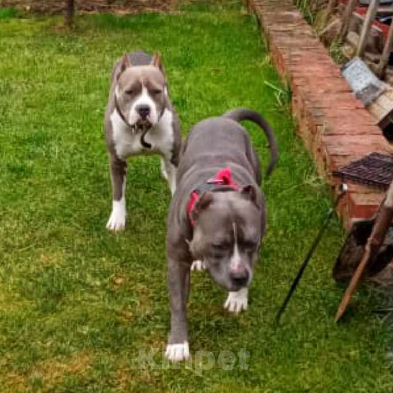 Собаки в Липецке: Голубые щенки АМСТАФФА  Мальчик, 60 000 руб. - фото 4