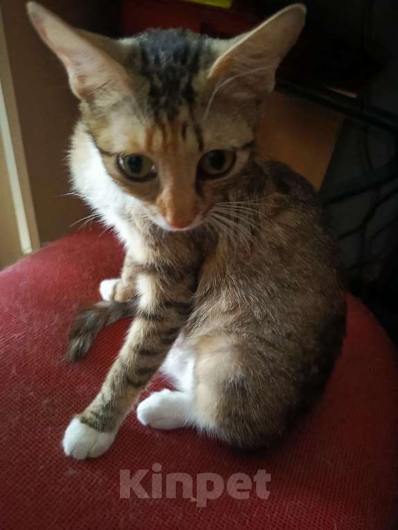 Кошки в Мурином: Кошечка в добрые руки Девочка, Бесплатно - фото 4