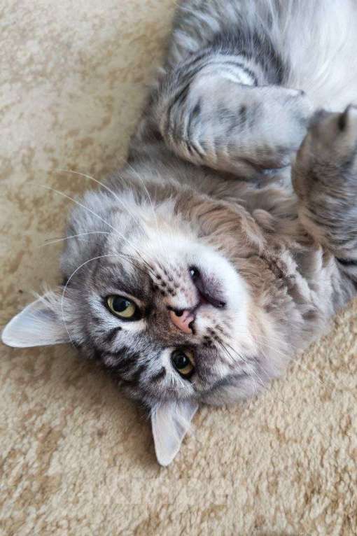 Кошки в Москве: Корсик ищет дом Мальчик, Бесплатно - фото 3