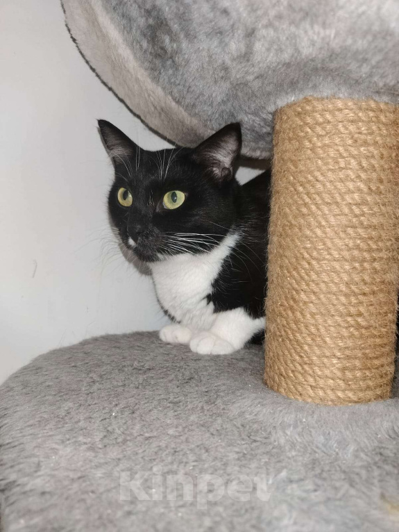 Кошки в Москве: Мася Девочка, Бесплатно - фото 2