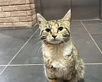 Кошки в Котельнике: Шпротик ищет родителей  Мальчик, Бесплатно - фото 1