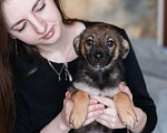 Собаки в Москве: Щенок небольшой собаки в добрые руки Мальчик, Бесплатно - фото 2