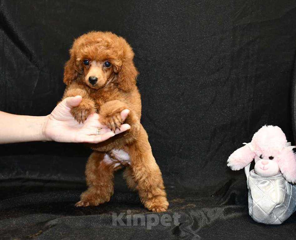 Собаки в Долгопрудном: Пуделя щенок  миниатюрный рыжий  КВИККИ  Мальчик, 100 000 руб. - фото 6