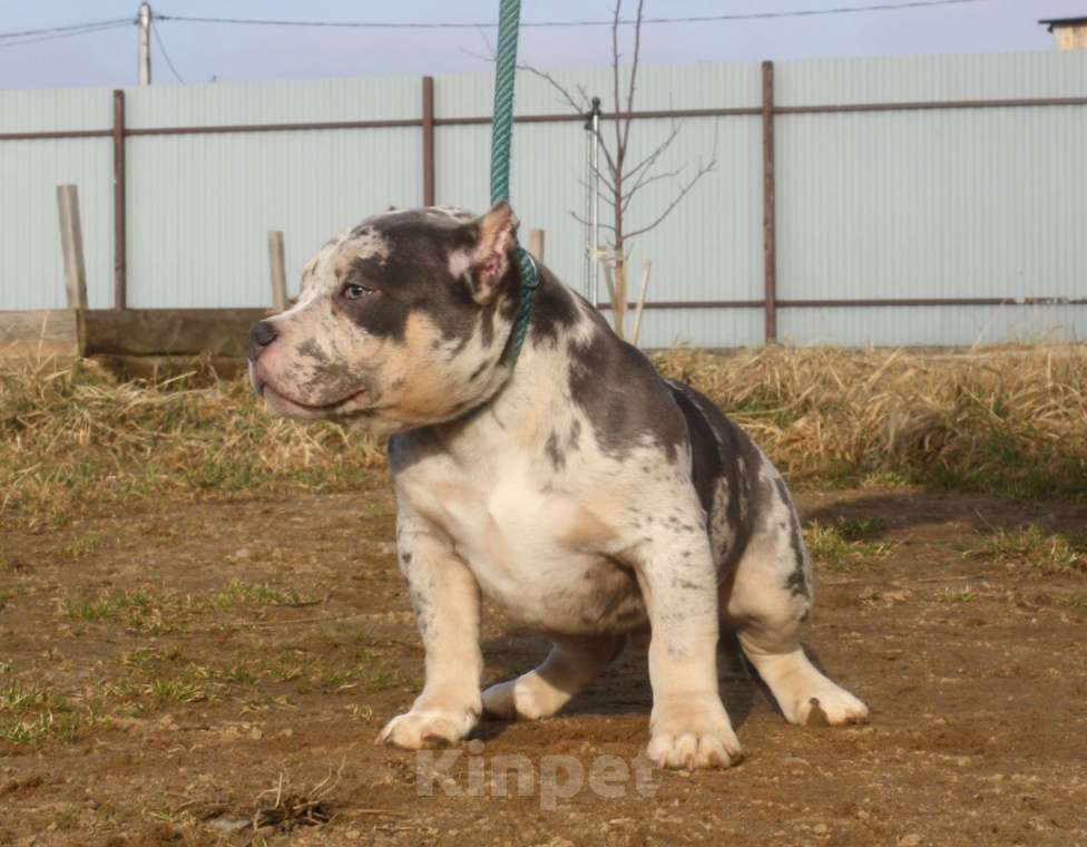 Собаки в Всеволожске: ММ ДЕМАР РОККО Мальчик, Бесплатно - фото 4