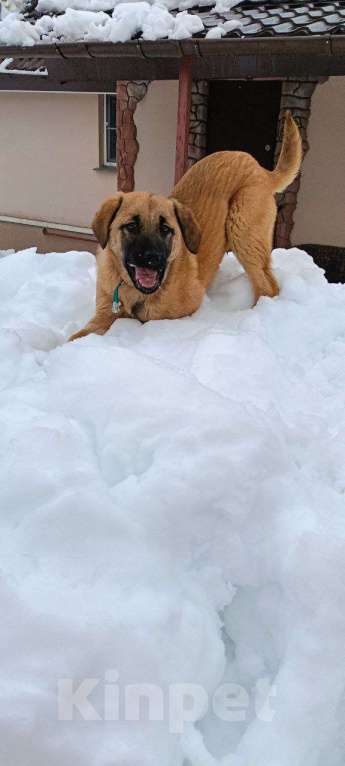 Собаки в Москве: щенок классная девочка грустит в приюте Девочка, Бесплатно - фото 3