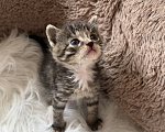 Кошки в Домодедово: отдаю котят Разнополые, Бесплатно - фото 5