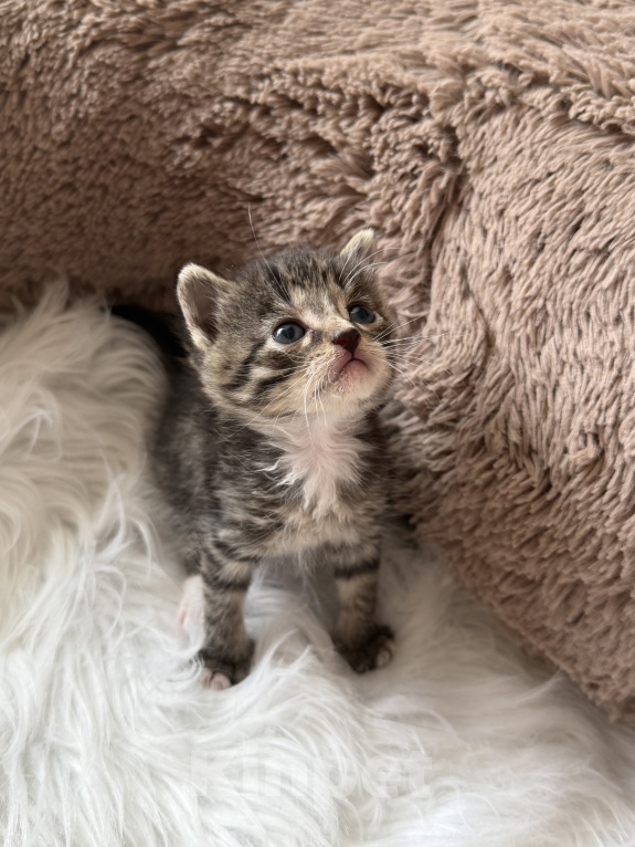 Кошки в Домодедово: отдаю котят Разнополые, Бесплатно - фото 5
