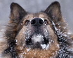 Собаки в Москве: Метис длинношёрстной овчарки в дар Мальчик, Бесплатно - фото 3