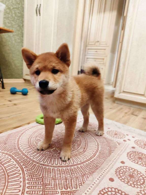 Собаки в Пензе: Сиба ину щенок верный компаньон Мальчик, Бесплатно - фото 7