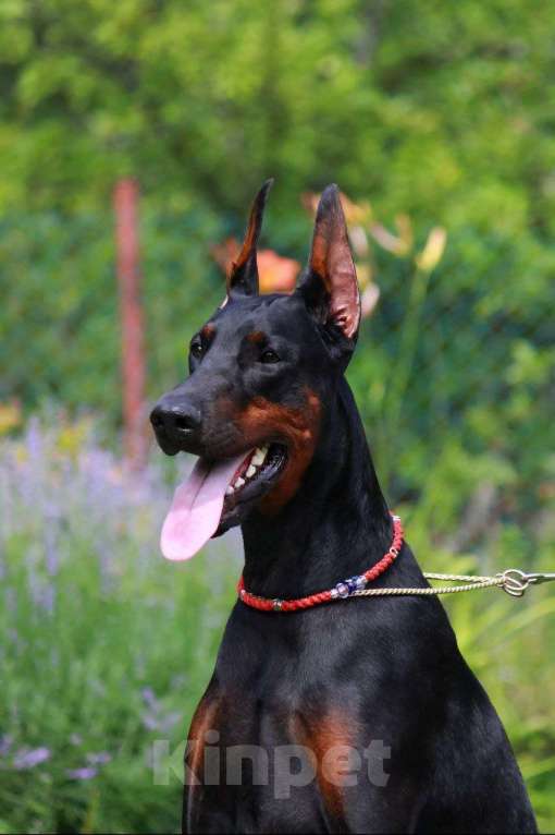 Собаки в Санкт-Петербурге: Щенок добермана Арман Мальчик, 130 000 руб. - фото 8
