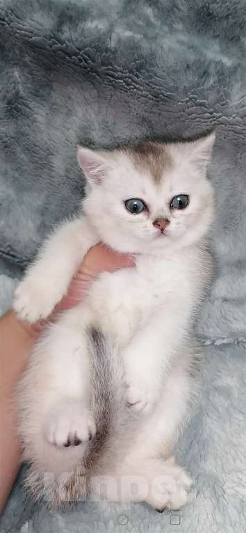 Кошки в Екатеринбурге: Шотландские котята шиншиллы  Мальчик, 27 000 руб. - фото 4