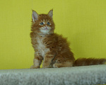 Кошки в Челябинске: Мейн кун Гардарики Мальчик, 65 000 руб. - фото 3