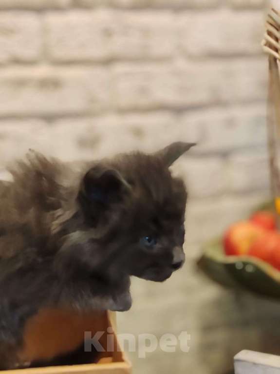 Кошки в Москве: Шикарные мейн куны. Мальчик, 50 000 руб. - фото 3