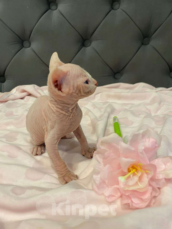 Кошки в Москве: Совершенно мистический и трогательный Мальчик, 55 000 руб. - фото 4