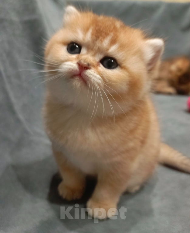 Кошки в Владимире: Котёнок Шотландский прямоухий Девочка, 45 000 руб. - фото 2