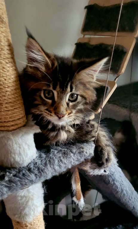 Кошки в Наро-Фоминске: Мейнкун Мальчик, 50 000 руб. - фото 2