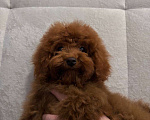 Собаки в Лиски: Той-пудель  Мальчик, 80 000 руб. - фото 2
