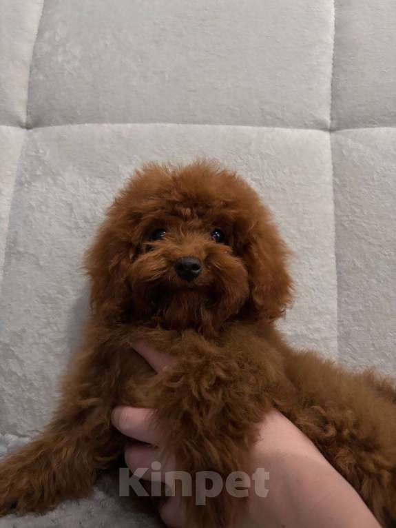 Собаки в Лиски: Той-пудель  Мальчик, 80 000 руб. - фото 2