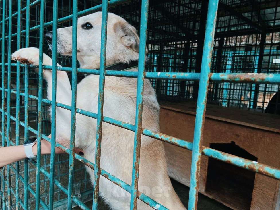 Собаки в других городах Краснодарского края: Беляш из приюта Поводог Сочи с возможностью отправки к Вам Мальчик, Бесплатно - фото 10