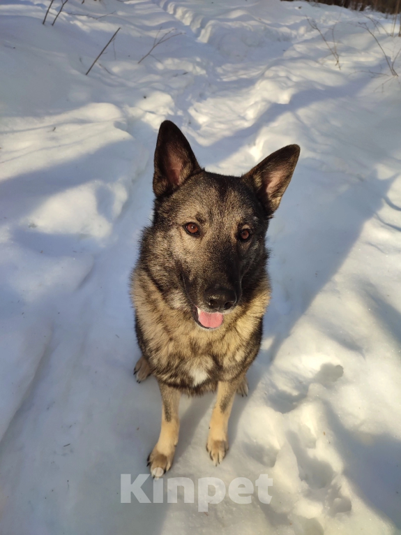 Собаки в Обнинске: ЗеВс Мальчик, 1 000 руб. - фото 5