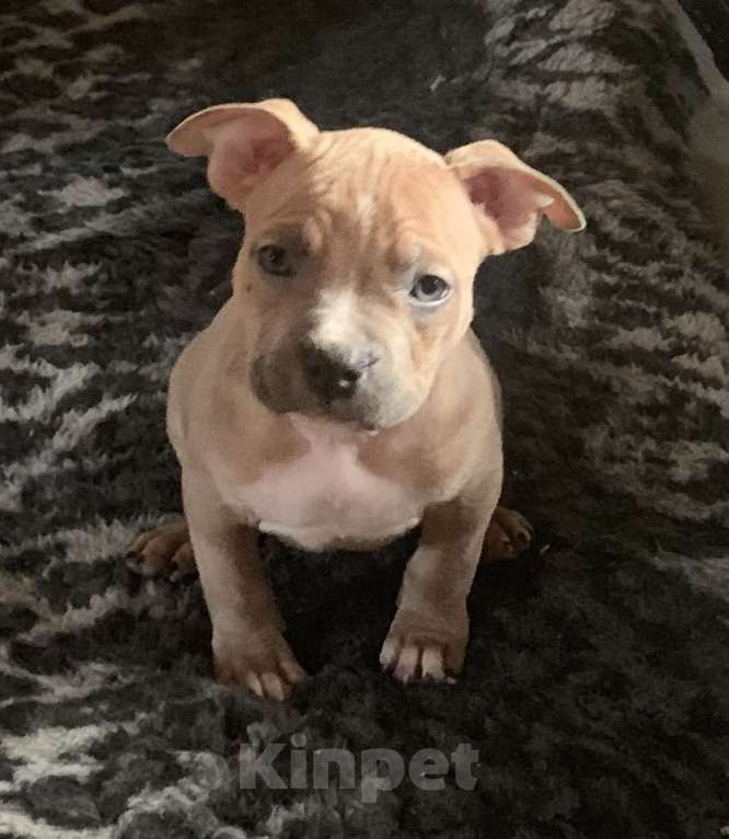 Собаки в Новосибирске: Бенджамин Мальчик, 20 000 руб. - фото 1