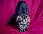 Кошки в Новосибирске: Титулованный кот мейн-кун на вязку, 15 000 руб. - фото 2