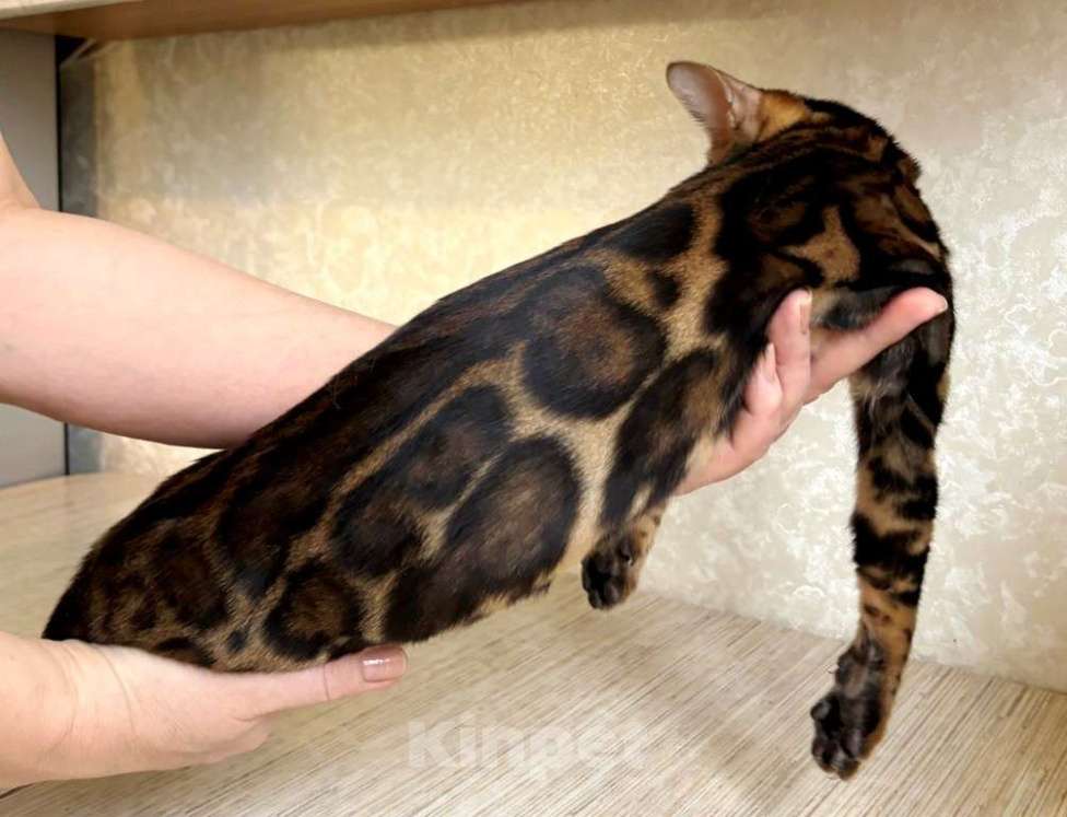 Кошки в Москве: Клубные бенгальские котята - мальчик Мальчик, 55 000 руб. - фото 1