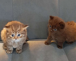 Кошки в Тюмени: Игривые котята  Мальчик, 10 000 руб. - фото 1